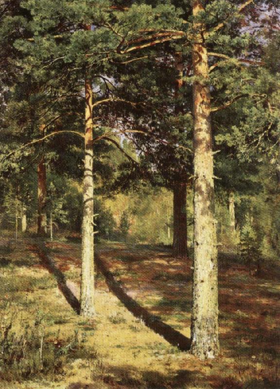 Ivan Shishkin Pine Wood Illuminated by the Sun oil painting image